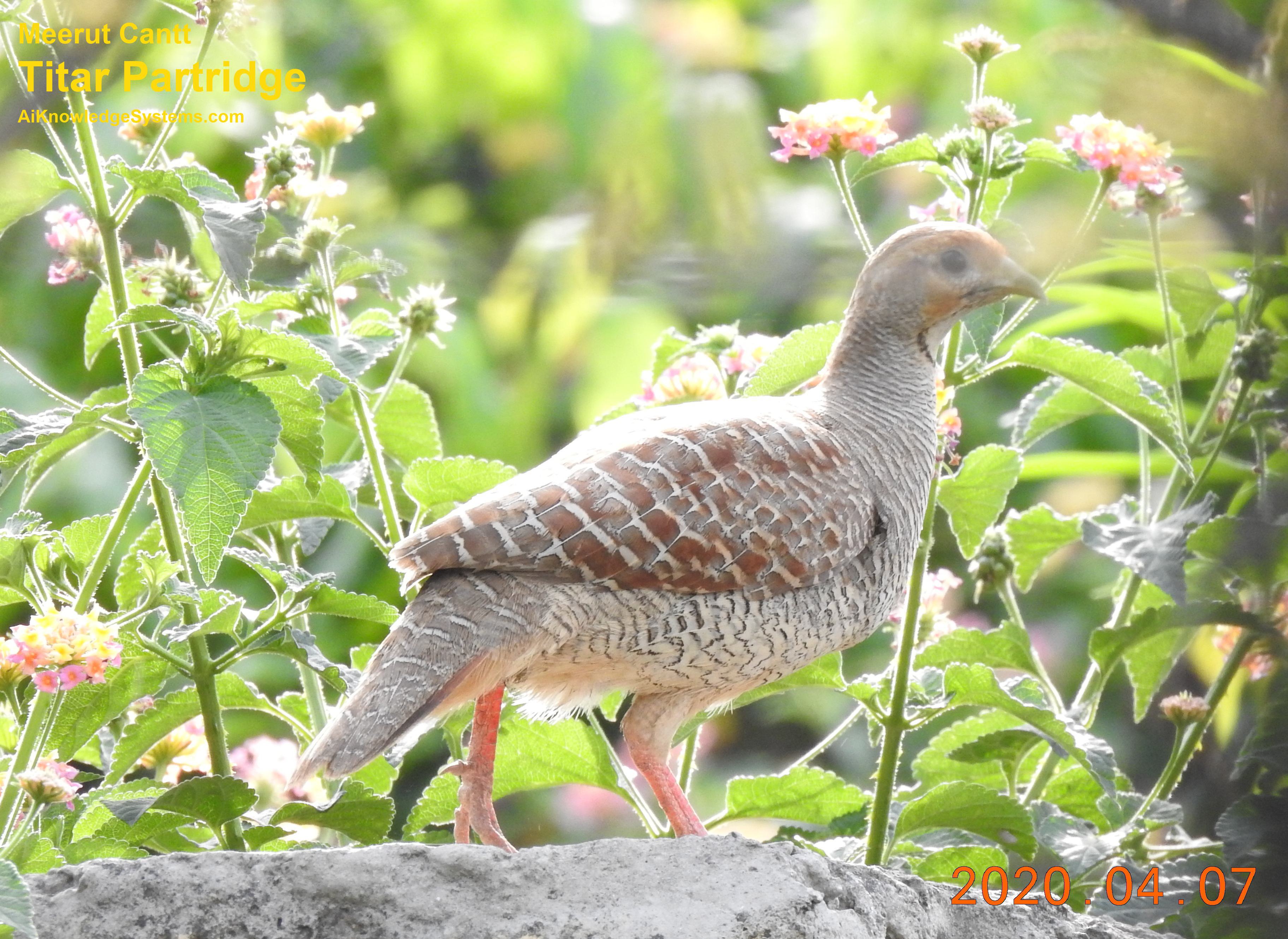 Titar Partridge (79) Coming Soon